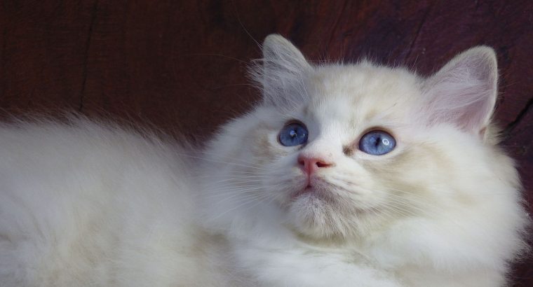 Maya Ragdoll cat! 💖😍😇