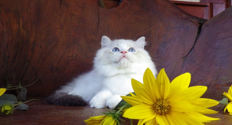 Maya Ragdoll cat! 💖😍😇