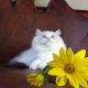 Maya Ragdoll cat! 💖😍😇