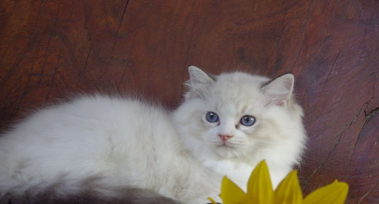 Maya Ragdoll cat! 💖😍😇
