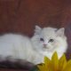 Maya Ragdoll cat! 💖😍😇