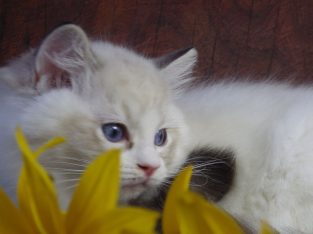 Maya Ragdoll cat! 💖😍😇