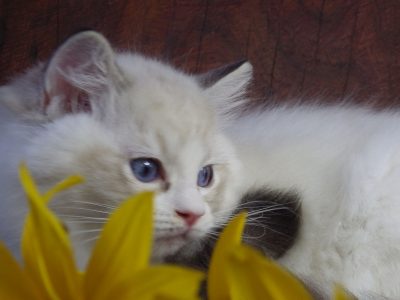 Maya Ragdoll cat! 💖😍😇