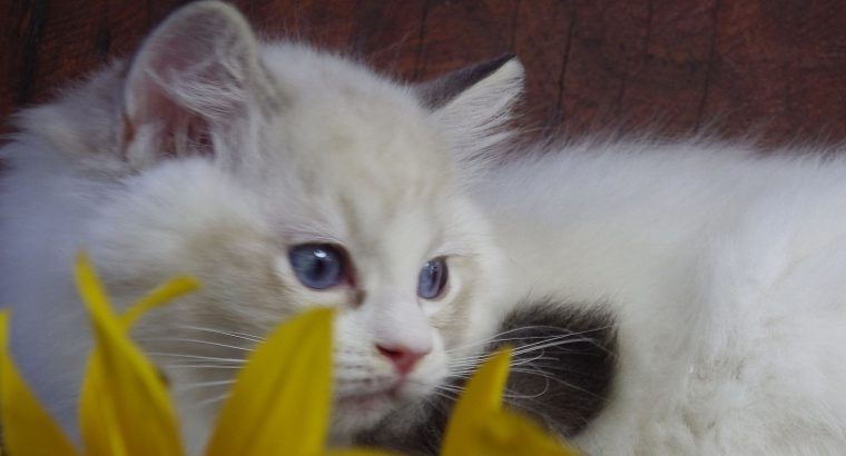 Maya Ragdoll cat! 💖😍😇