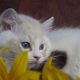 Maya Ragdoll cat! 💖😍😇