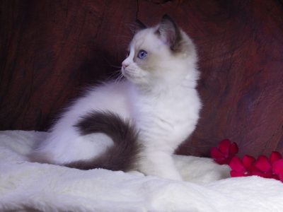 Ragdoll cica! Marilyn!💖😍💖