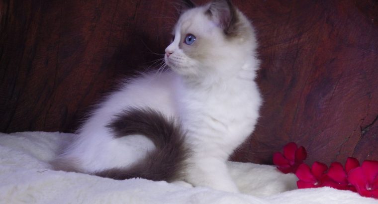 Ragdoll cica! Merilyn!💖😍💖