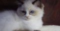 Ragdoll cica! Merilyn!💖😍💖
