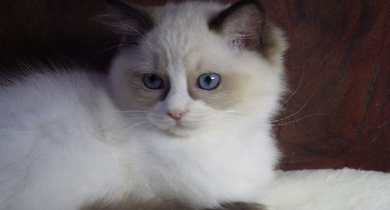 Ragdoll cica! Merilyn!💖😍💖