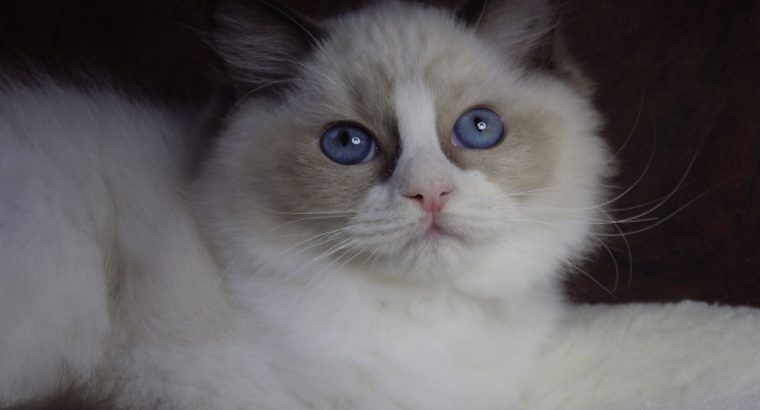 Ragdoll cica! Merilyn!💖😍💖