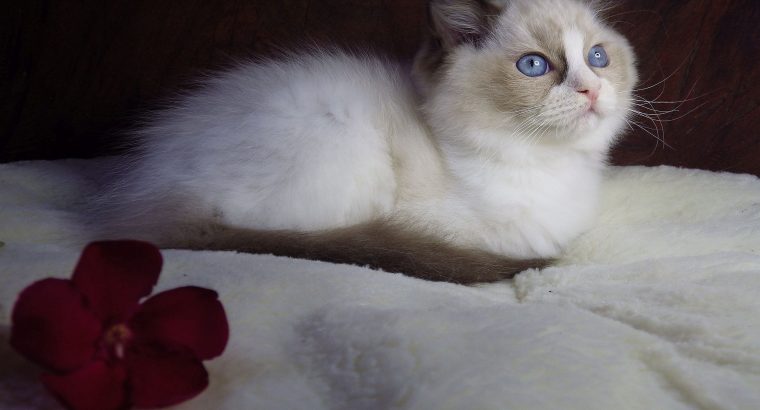 Ragdoll cica! Merilyn!💖😍💖