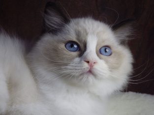 Ragdoll cica! Merilyn!💖😍💖