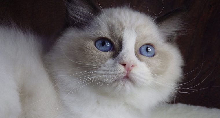 Ragdoll cica! Merilyn!💖😍💖