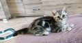 Brit rövidszőrű tabby kandúrka