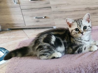 Brit rövidszőrű tabby kandúrka