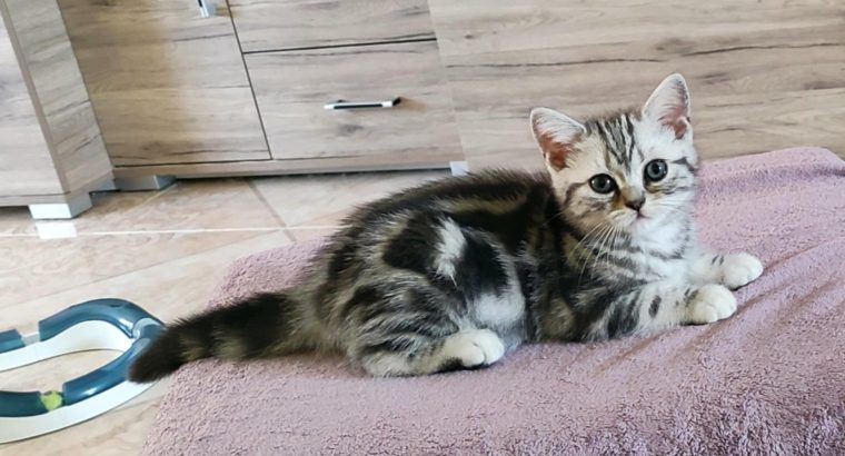 Brit rövidszőrű tabby kandúrka