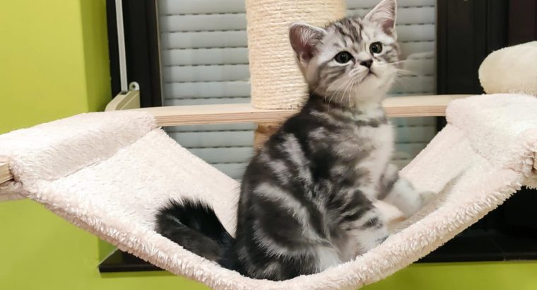 Brit rövidszőrű tabby kandúr
