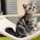 Brit rövidszőrű tabby kandúr