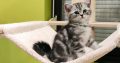 Brit rövidszőrű tabby kandúr