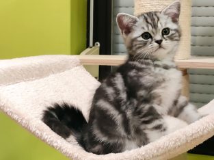 Brit rövidszőrű tabby kandúr