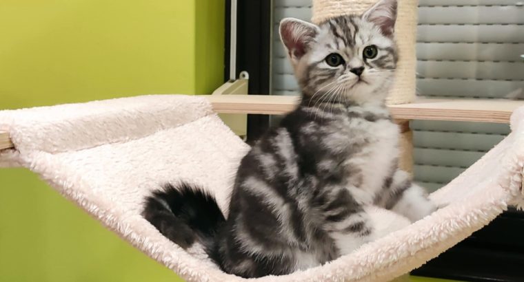 Brit rövidszőrű tabby kandúr