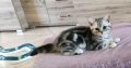 Brit rövidszőrű tabby kandúrka