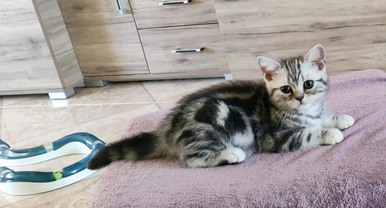 Brit rövidszőrű tabby kandúrka