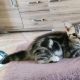Brit rövidszőrű tabby kandúrka