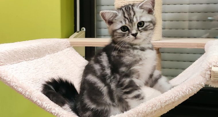 Brit rövidszőrű tabby kandúr