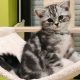 Brit rövidszőrű tabby kandúr