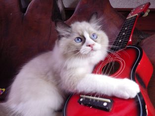 Michelangelo Ragdoll cat! 💖😍