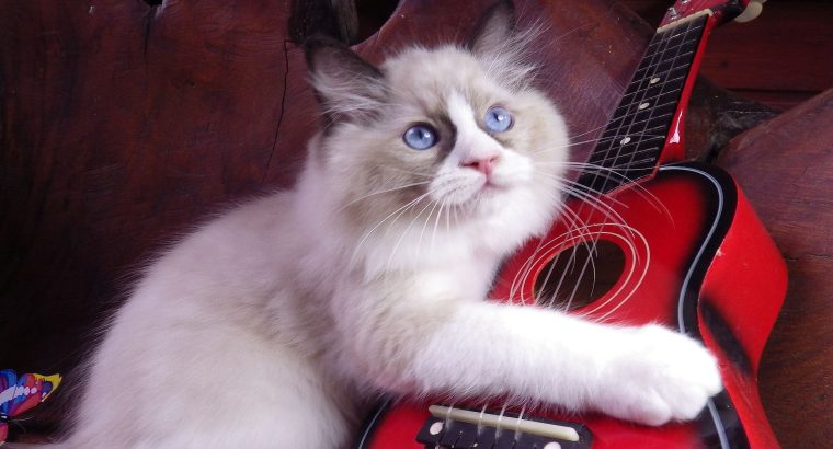 Michelangelo Ragdoll cat! 💖😍