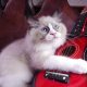 Michelangelo Ragdoll cat! 💖😍