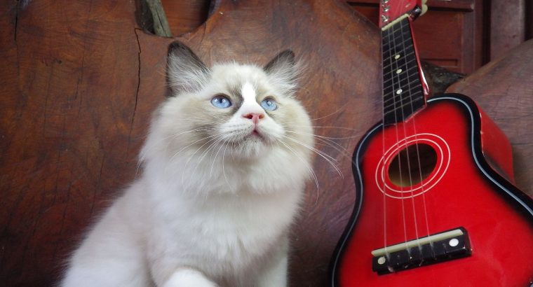 Michelangelo Ragdoll cat! 💖😍