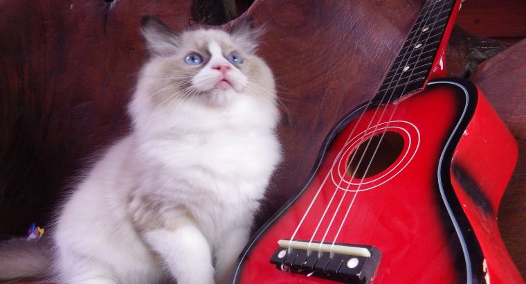 Michelangelo Ragdoll cat! 💖😍
