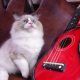 Michelangelo Ragdoll cat! 💖😍