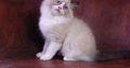 Michelangelo Ragdoll cat! 💖😍