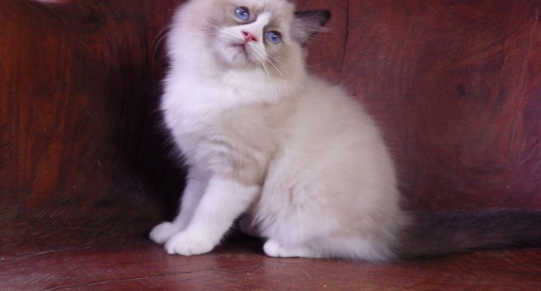 Michelangelo Ragdoll cat! 💖😍