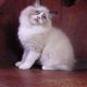 Michelangelo Ragdoll cat! 💖😍