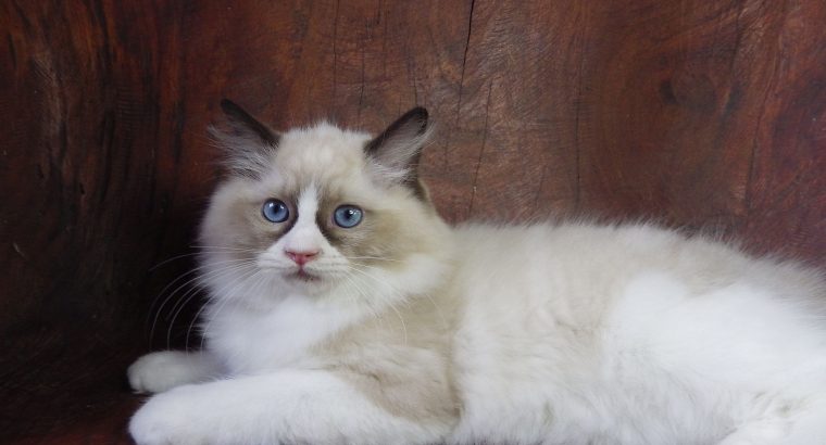 Michelangelo Ragdoll cat! 💖😍