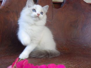 Ragdoll cica! Michelle girl! 😍🐈