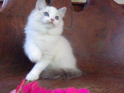 Ragdoll cica! Michelle girl! 😍🐈
