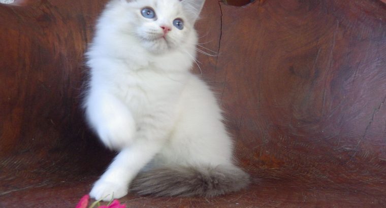 Ragdoll cica! Michelle girl! 😍🐈