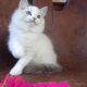 Ragdoll cica! Michelle girl! 😍🐈