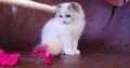 Ragdoll cica! Michelle girl! 😍🐈