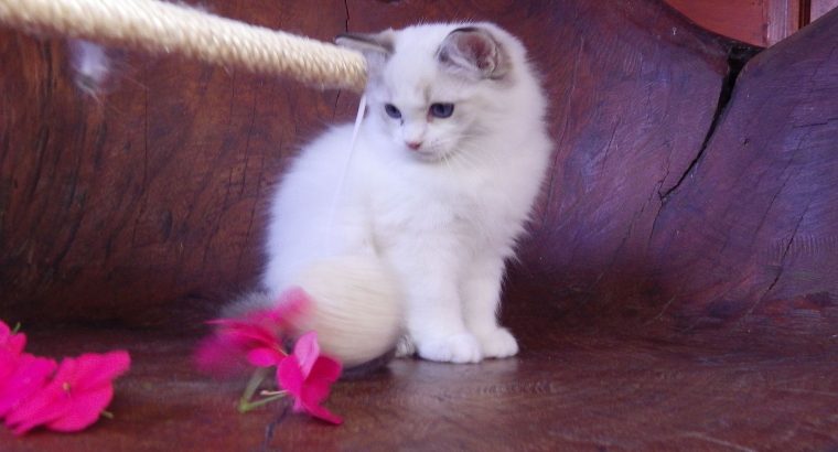 Ragdoll cica! Michelle girl! 😍🐈
