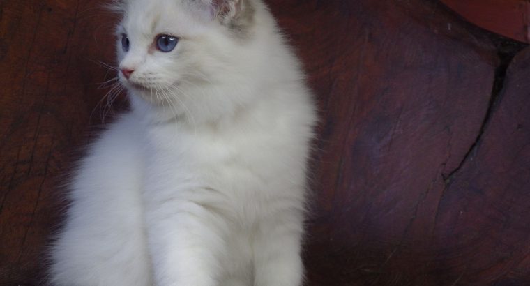 Ragdoll cica! Michelle girl! 😍🐈