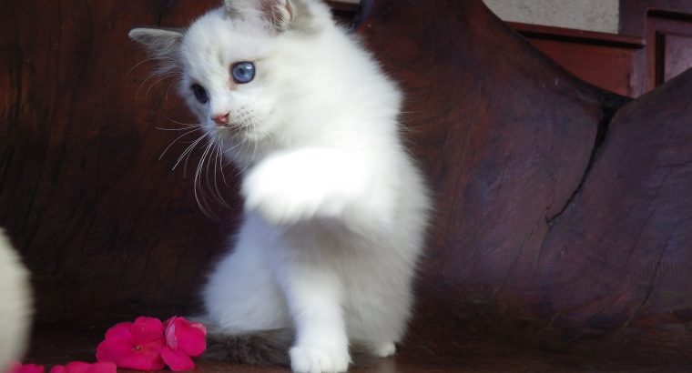 Ragdoll cica! Michelle girl! 😍🐈