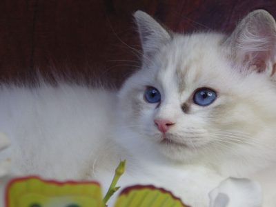 Ragdoll cica! Missisipi lány! 😍💖