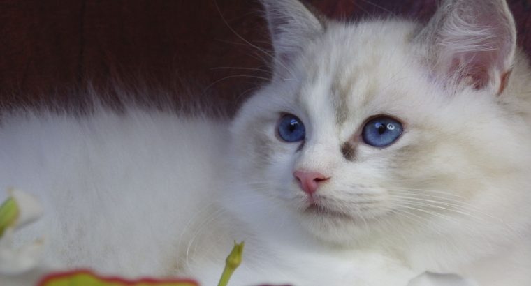 Ragdoll cica! Missisipi lány! 😍💖